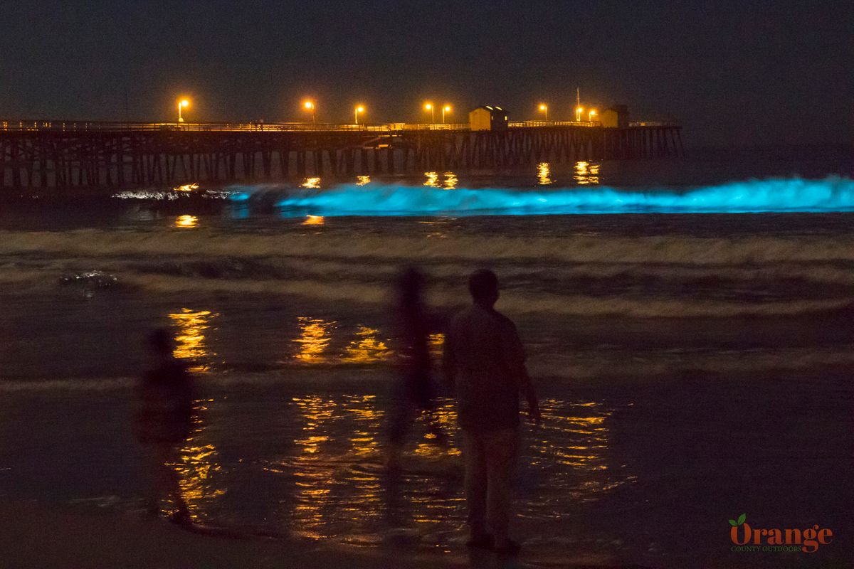 How to find bioluminescence Orange County Outdoors